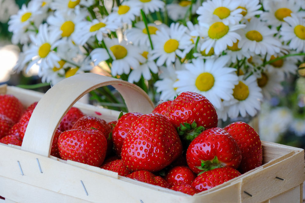 Erdbeeren - Hollaus